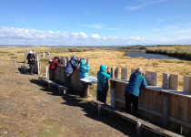 King Penguin Colony and Birding the Steppes of Tierra del Fuego
