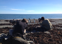 King Penguin Colony and Birding the Steppes of Tierra del Fuego