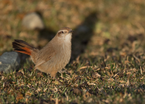 Birding Patagonian Steppe