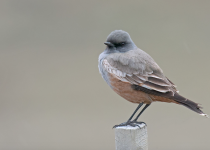 Birding Patagonian Steppe