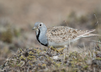 Birding Patagonian Steppe