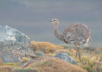 Birding Patagonian Steppe
