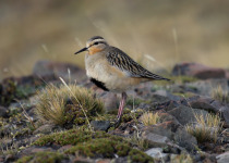 Birding Patagonia