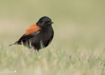 Birding Patagonia