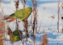 Birding Patagonia