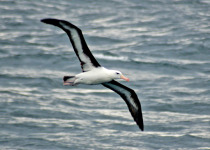 Birding Patagonia