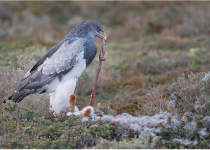 Birding Patagonia