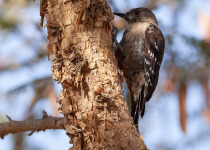 Birdwatching Tours in Saudi Arabia with Abdulrahman Al-Sirhan