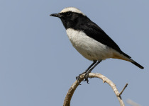 Birdwatching Tours in Saudi Arabia with Abdulrahman Al-Sirhan