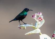 Birdwatching Tours in Saudi Arabia with Abdulrahman Al-Sirhan