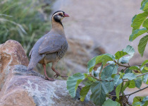 Birdwatching Tours in Saudi Arabia with Abdulrahman Al-Sirhan