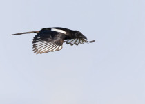 Birdwatching Tours in Saudi Arabia with Abdulrahman Al-Sirhan