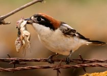 South-Eastern Sicily Birding Week with Andrea Corso