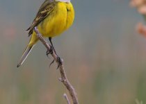 South-Eastern Sicily Birding Week with Andrea Corso