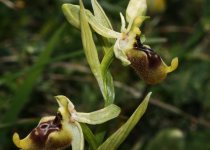 South-Eastern Sicily Birding Week with Andrea Corso
