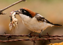 South-East Sicily Private Birding Day with Andrea Corso