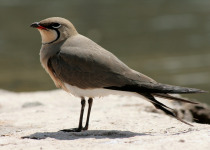 South-East Sicily Private Birding Day with Andrea Corso