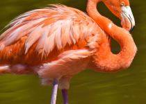Half-Day Birding Tour from Tulum