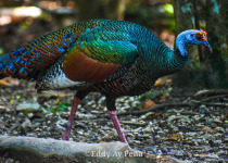 Half-Day Birding Tour from Tulum