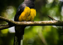 Half-Day Birding Tour from Tulum