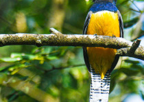 Half-Day Birding Tour from Tulum