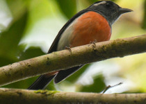 Half-Day Birding Tour from Tulum