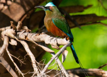 Half-Day Birding Tour from Tulum