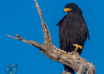 Half-Day Birding Tour from Tulum