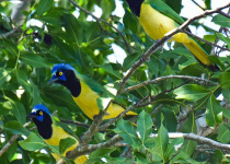 Half-Day Birding Tour from Tulum