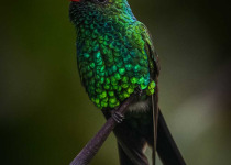 Full-Day Riviera Maya Birding Tour
