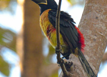 Full-Day Riviera Maya Birding Tour