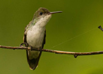 Full-Day Riviera Maya Birding Tour