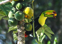 Full-Day Riviera Maya Birding Tour
