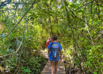 Full-Day Riviera Maya Birding Tour