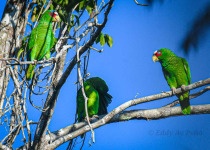 Full-Day Riviera Maya Birding Tour