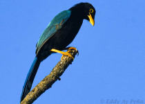 Full-Day Riviera Maya Birding Tour