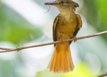 Custom Multi-Day Yucatan Peninsula Birding Tour