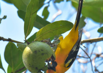 Custom Multi-Day Yucatan Peninsula Birding Tour