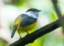 Custom Multi-Day Yucatan Peninsula Birding Tour