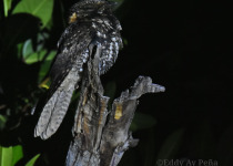 Custom Multi-Day Yucatan Peninsula Birding Tour