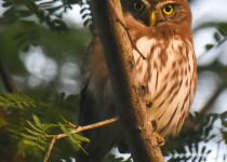Custom Multi-Day Yucatan Peninsula Birding Tour