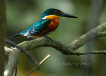 Custom Multi-Day Yucatan Peninsula Birding Tour