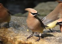 Private Simpson Park Birding Field Trip with Sam Belley