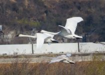 Private Simpson Park Birding Field Trip with Sam Belley