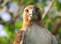 Private Simpson Park Birding Field Trip with Sam Belley