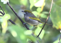 Oaxaca birding — Photo: David Tonnessen