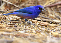 Oaxaca birding — Photo: David Tonnessen