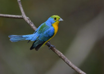 Oaxaca birding — Photo: David Tonnessen