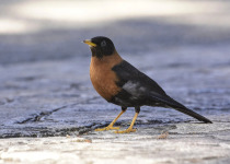 Guatemala Highlands birding — Photo: David Tonnessen