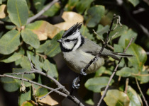 Guatemala Highlands birding — Photo: David Tonnessen